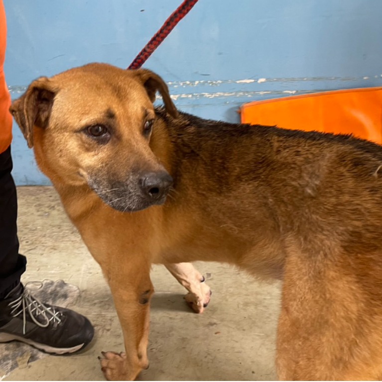 台北市已領養狗 混種犬