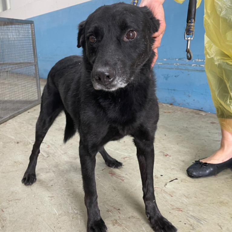 台北市已領養狗 混種犬