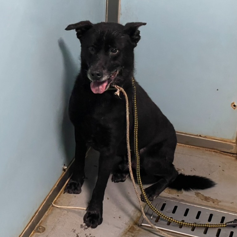台北市已領養狗 混種犬