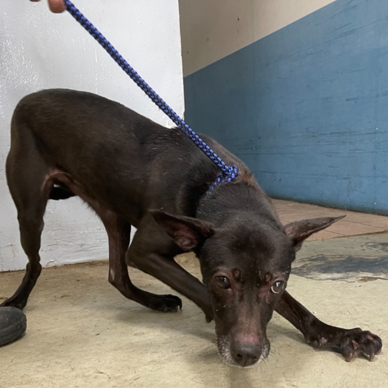 台北市已領養狗 混種犬