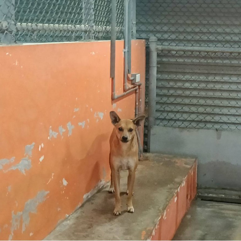 新竹市已領養狗 混種犬