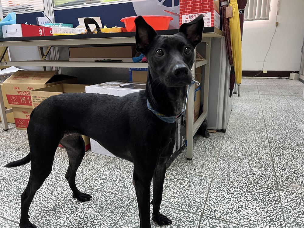 桃園市已領養狗 混種犬