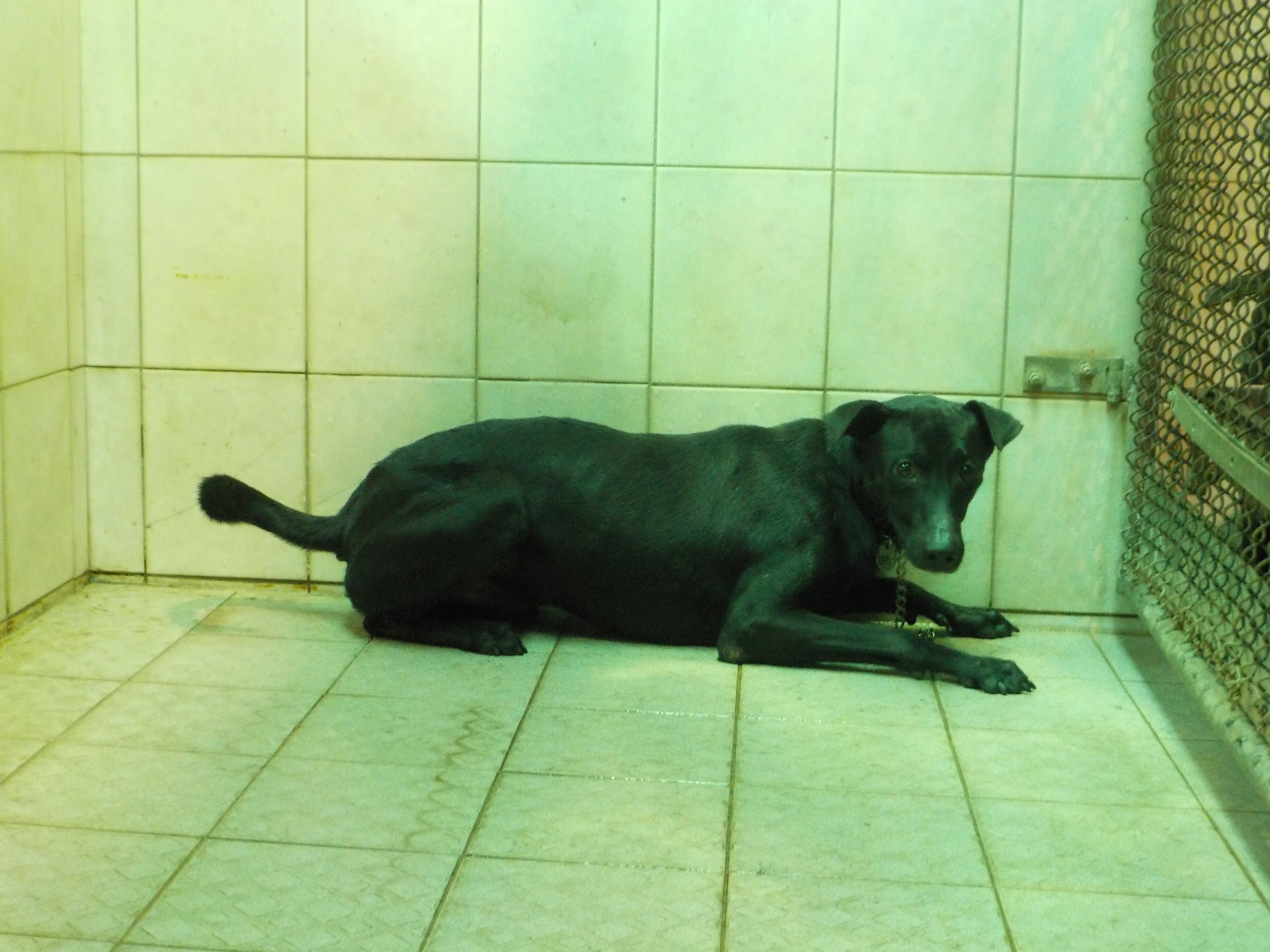 南投縣已領養狗 混種犬