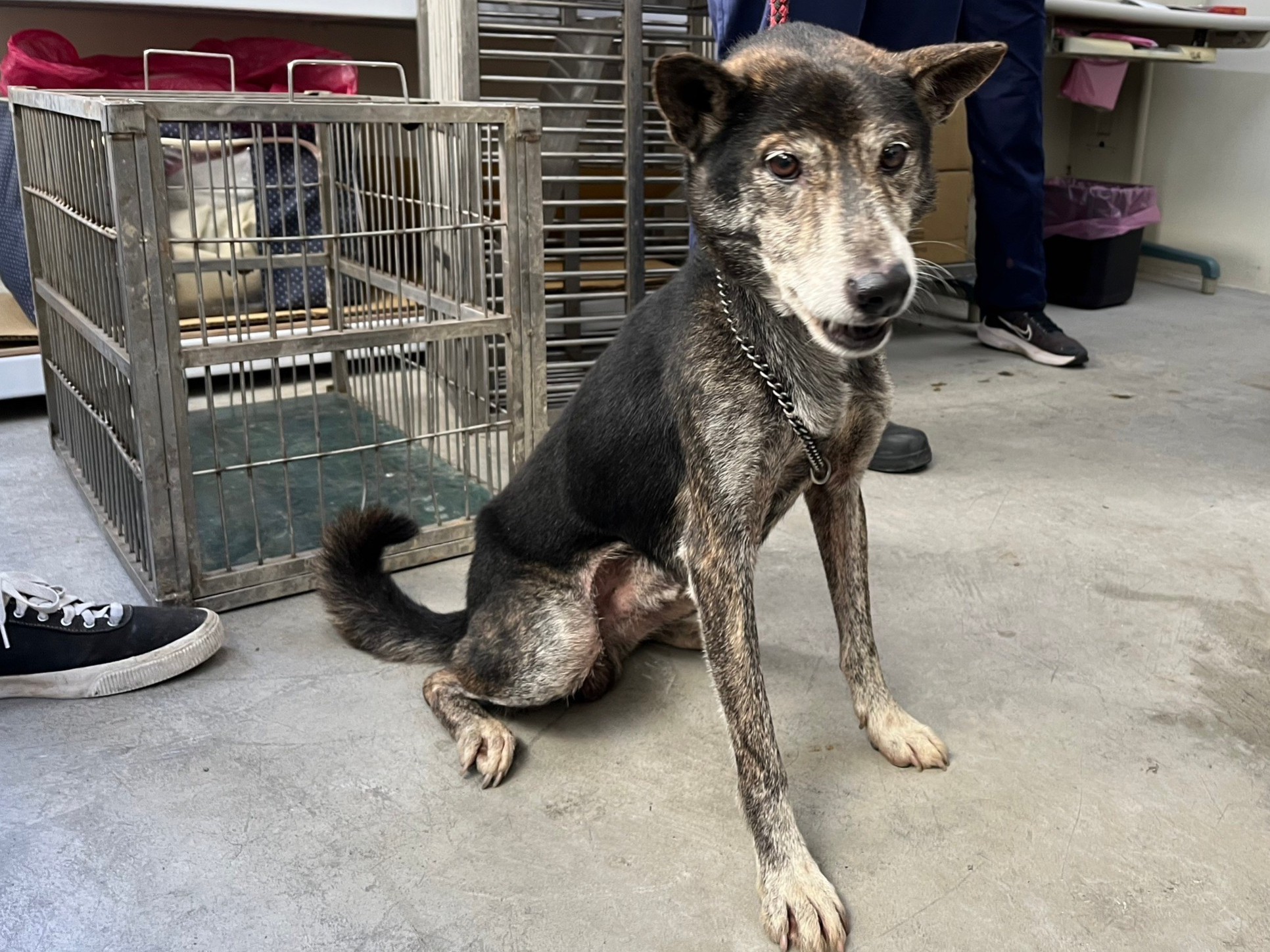 台北市已領養狗 混種犬