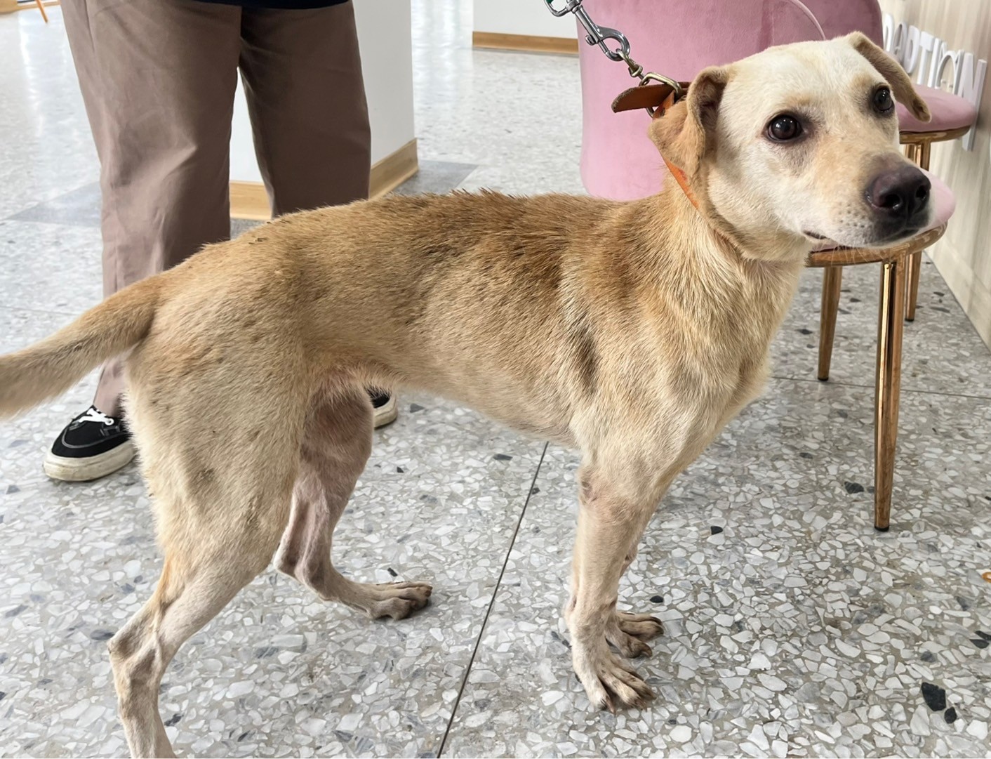 花蓮縣已領養狗 混種犬