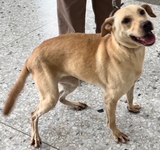 花蓮縣已領養狗 混種犬
