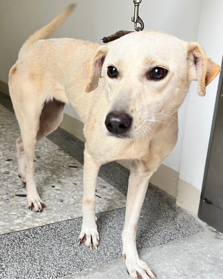 花蓮縣已領養狗 混種犬