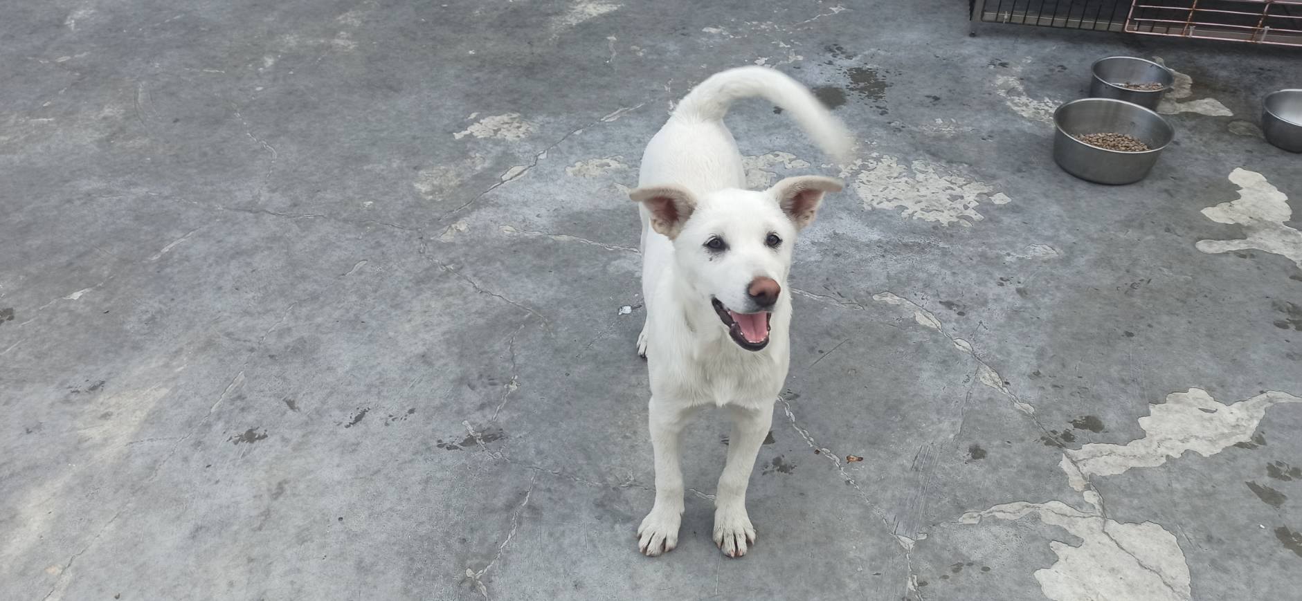 金門縣已領養狗 混種犬