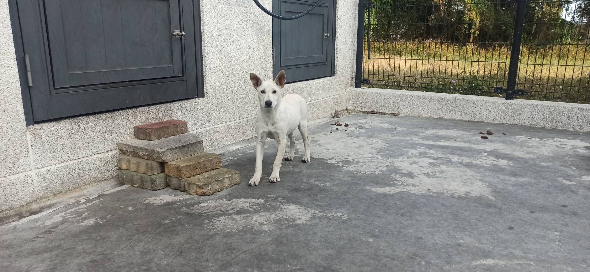 金門縣已領養狗 混種犬