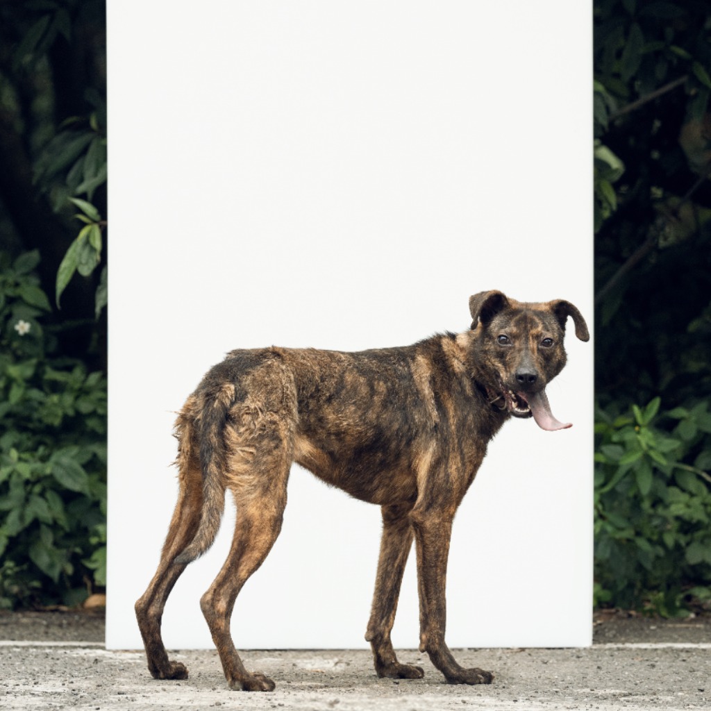 新北市已領養狗 混種犬