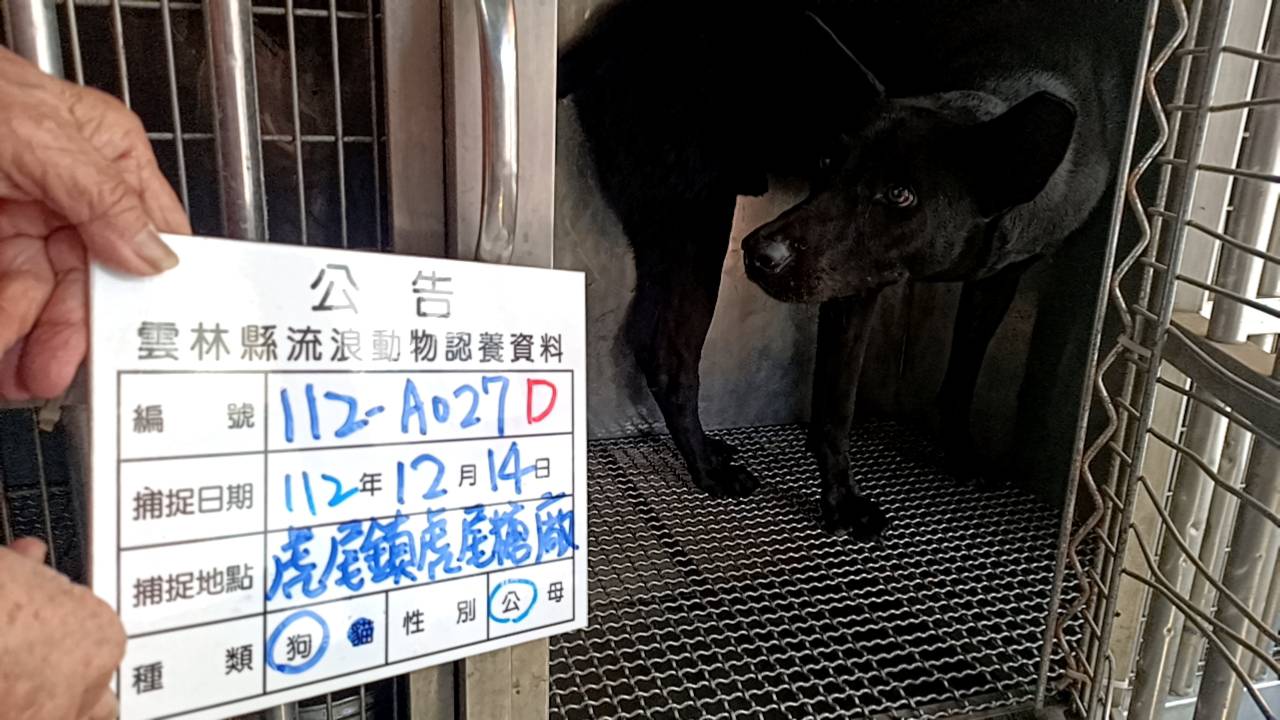 雲林縣已領養狗 混種犬
