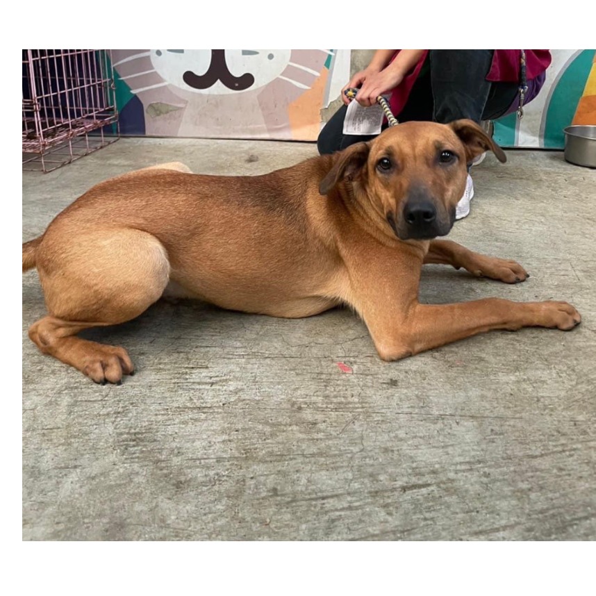 新北市已領養狗 混種犬