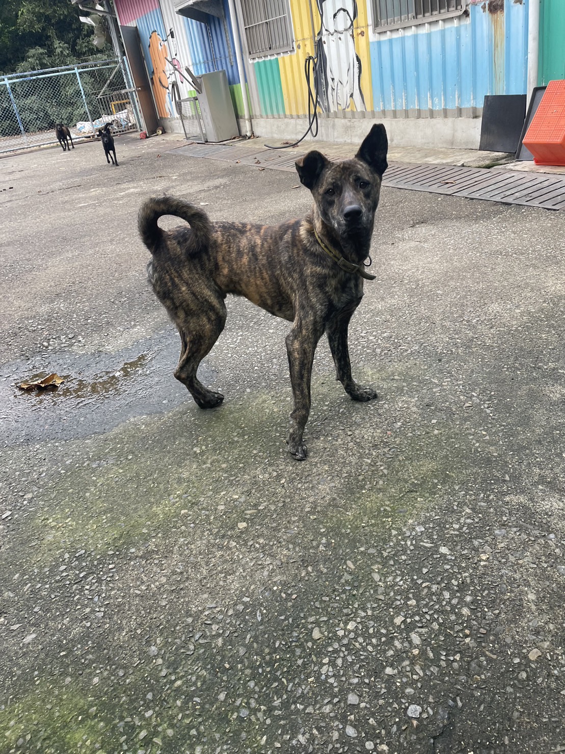 屏東縣已領養狗 混種犬