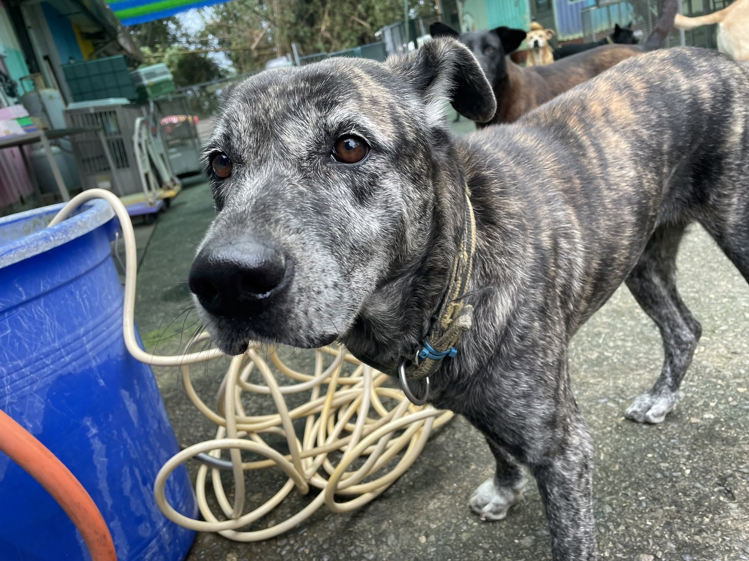 屏東縣已領養狗 混種犬