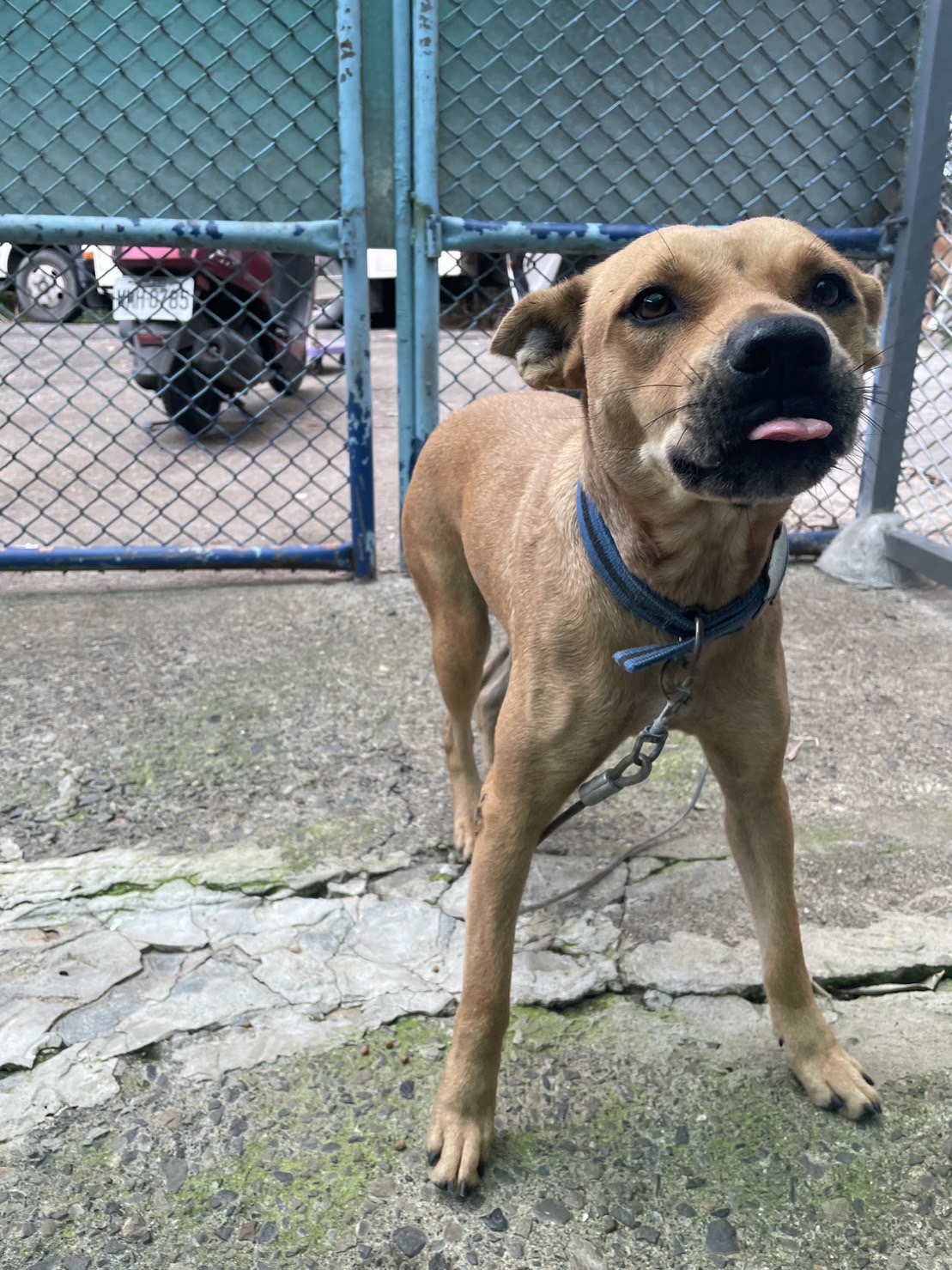 屏東縣已領養狗 混種犬