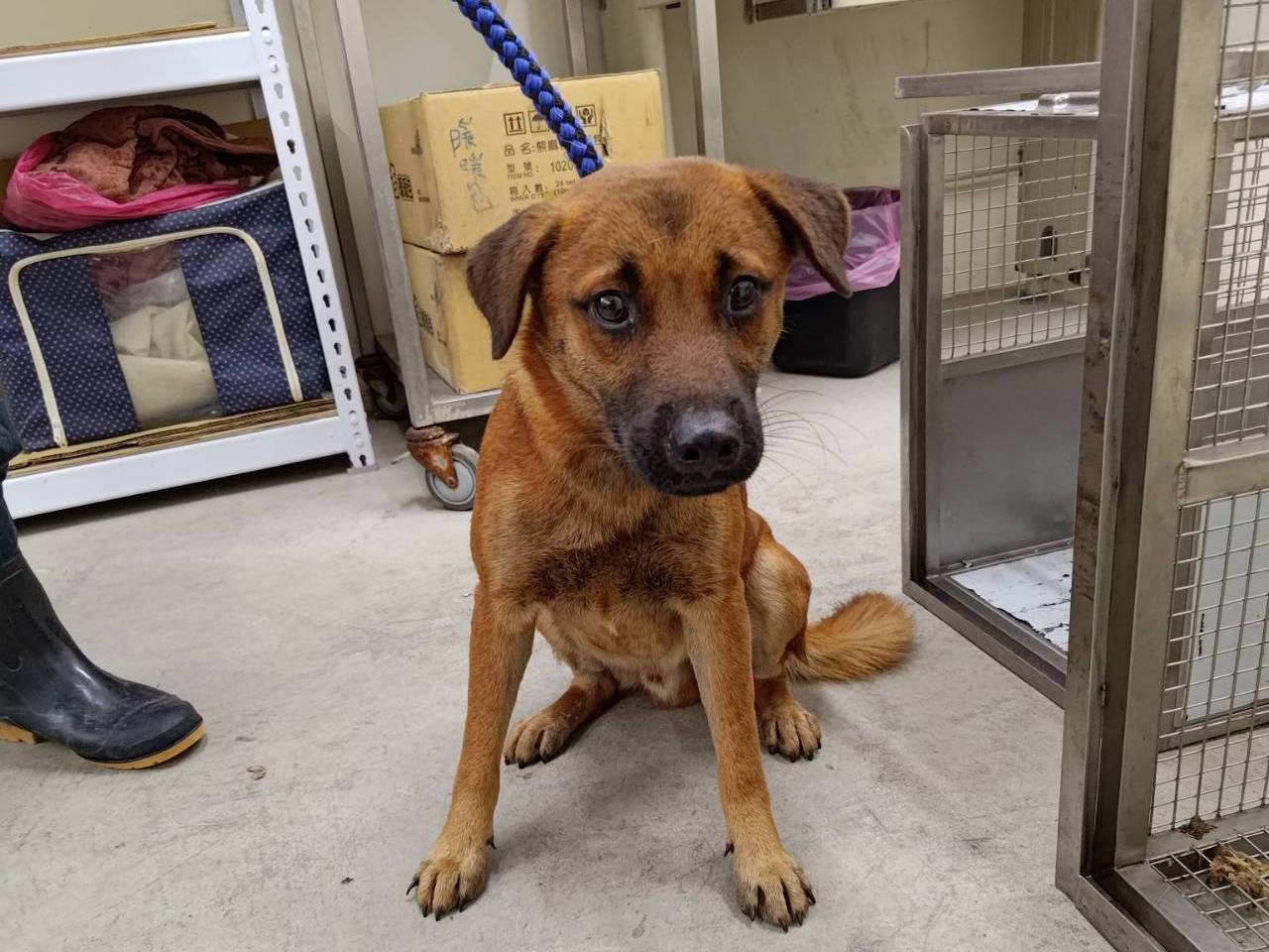 台北市已領養狗 混種犬