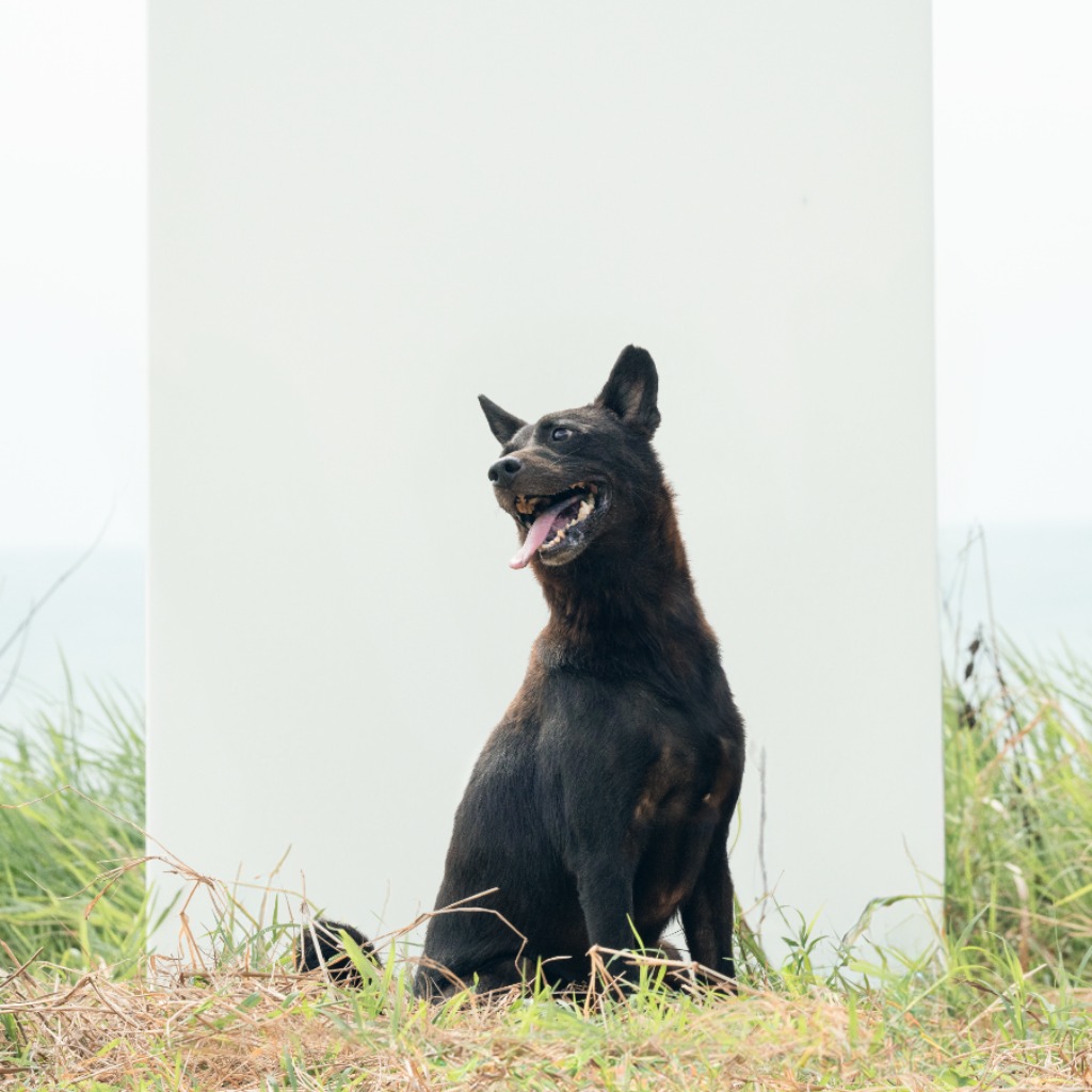 新北市已領養狗 混種犬