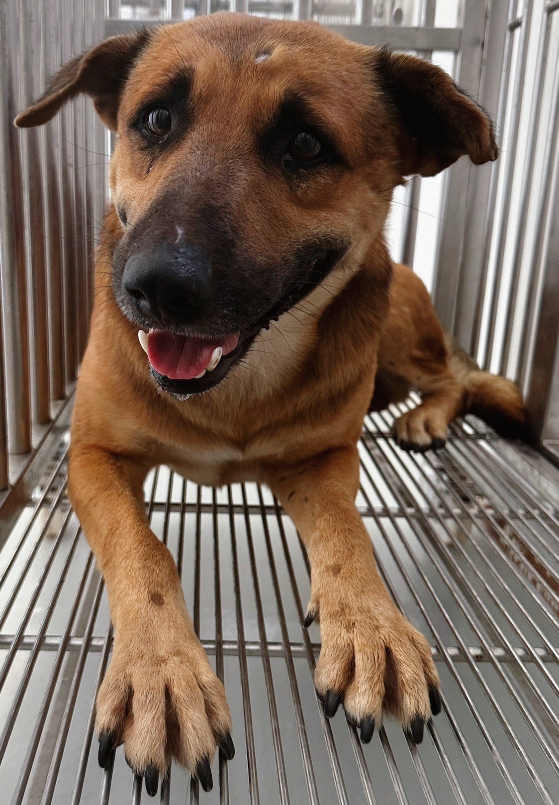 花蓮縣已領養狗 混種犬