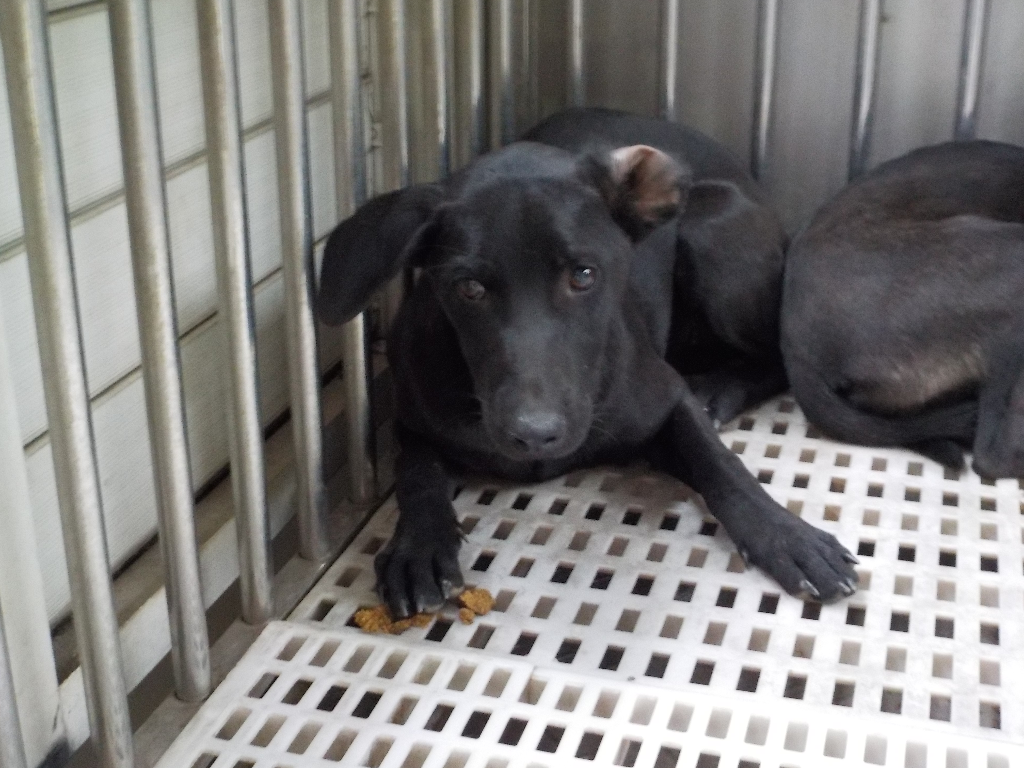 南投縣已領養狗 混種犬
