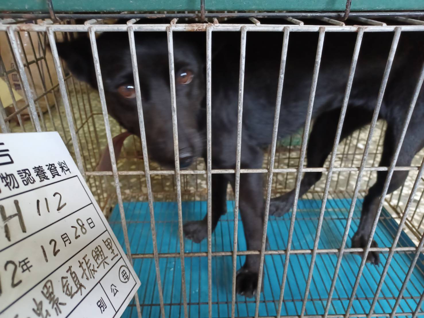 雲林縣已領養狗 混種犬
