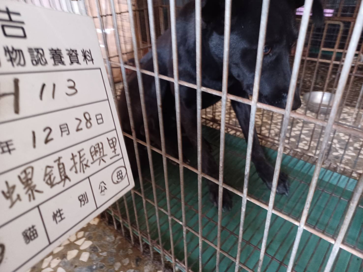 雲林縣已領養狗 混種犬