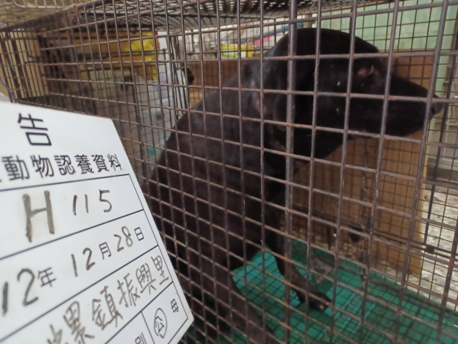 雲林縣已領養狗 混種犬