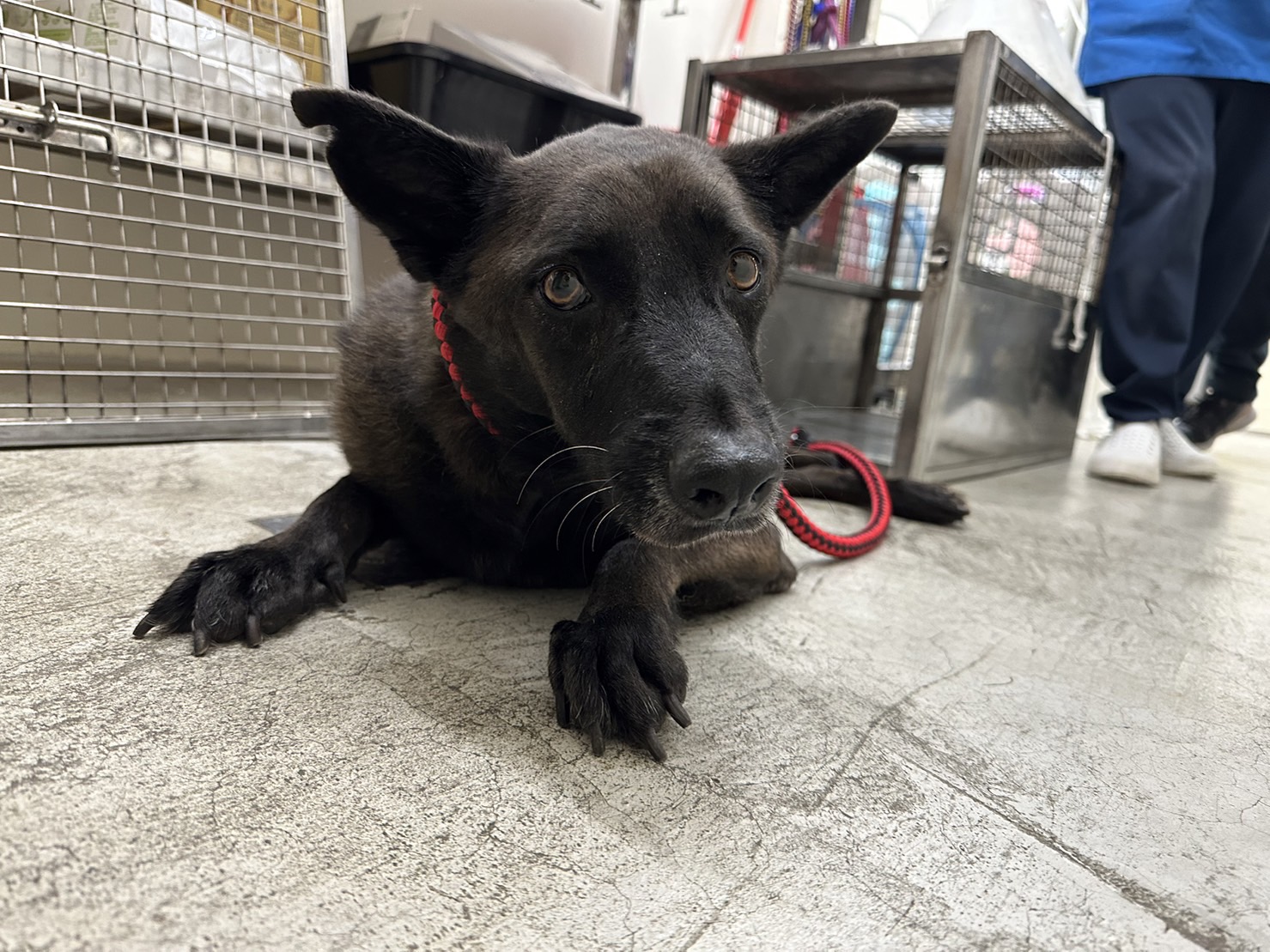 台北市已領養狗 混種犬