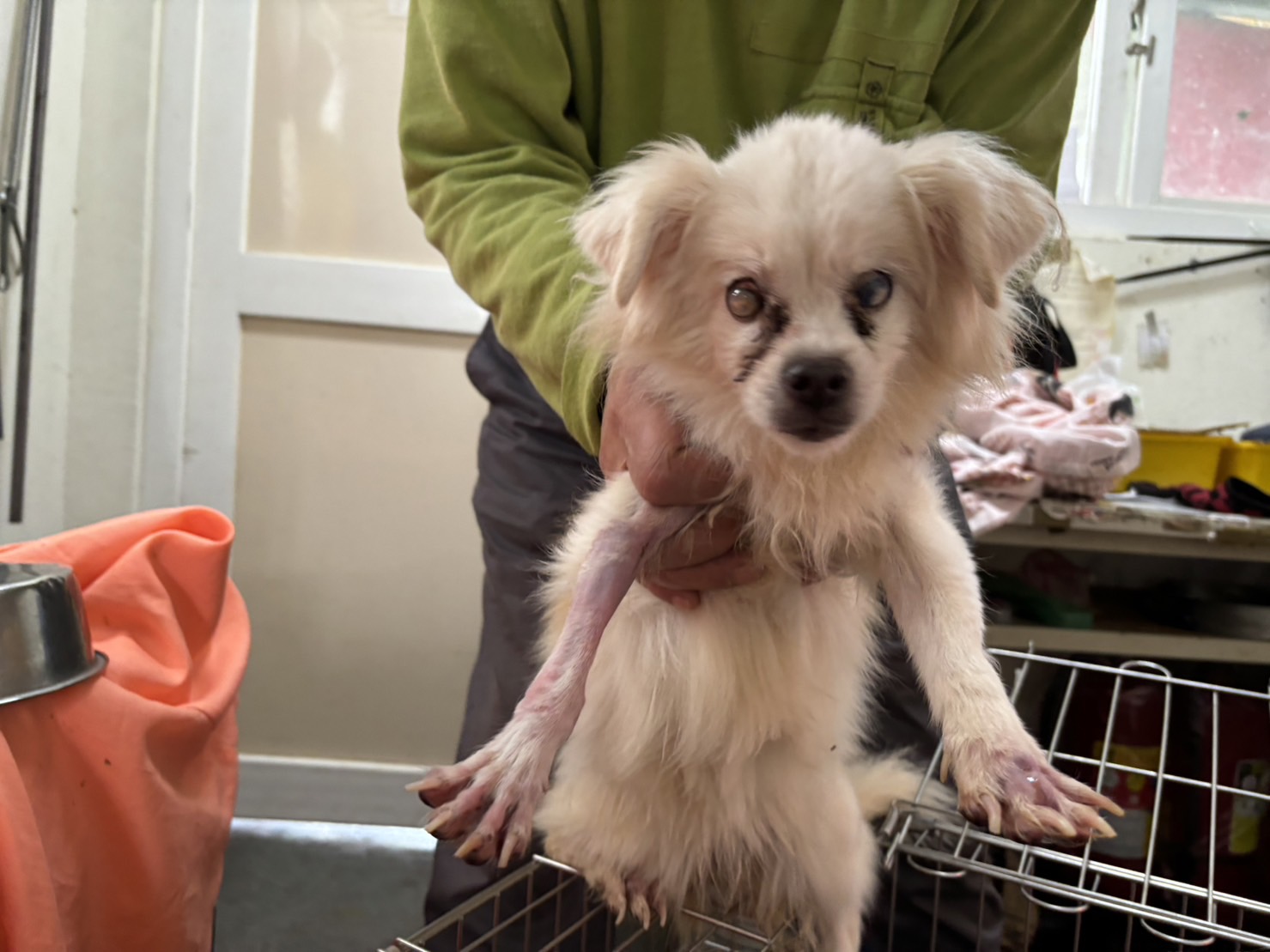 新北市已領養狗 混種犬