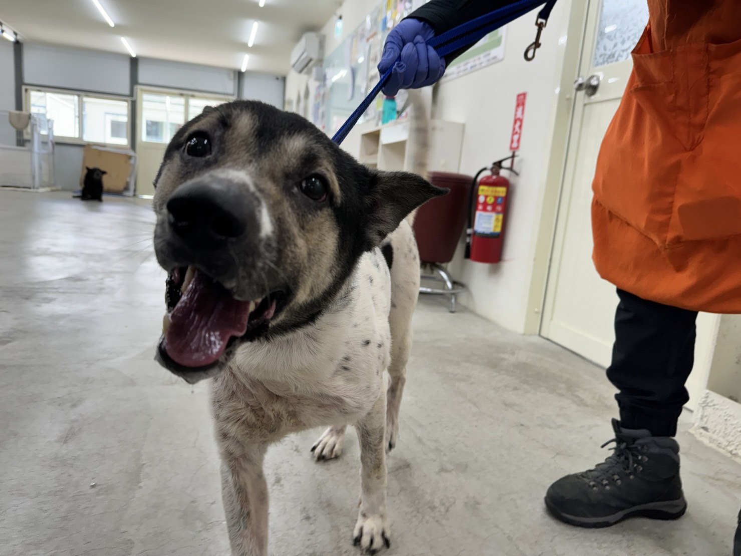 台北市已領養狗 混種犬