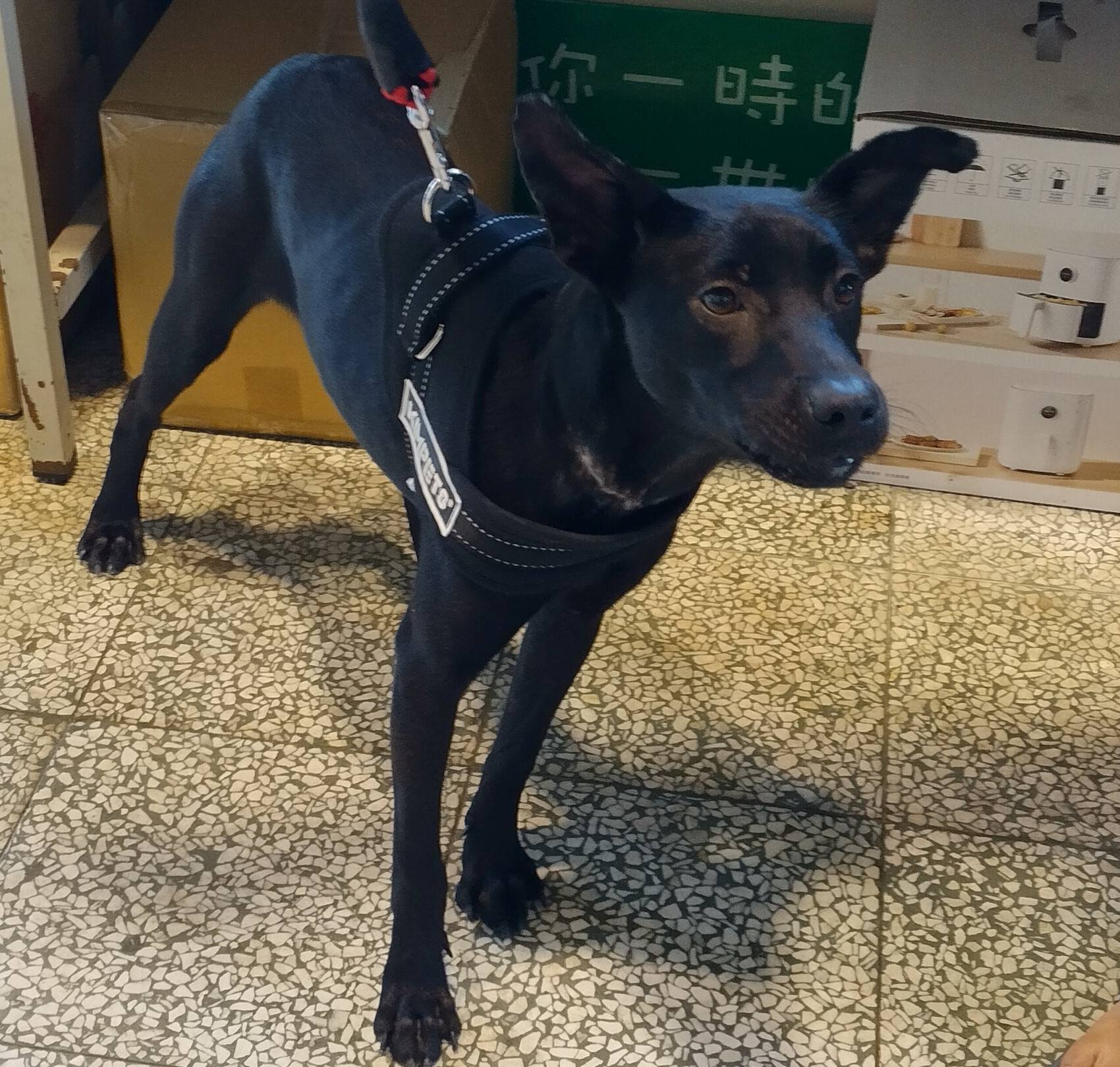 桃園市已領養狗 混種犬