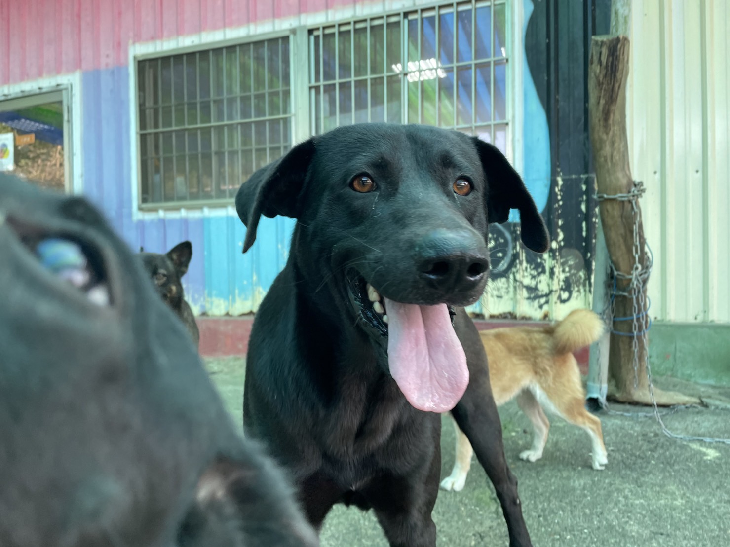 屏東縣已領養狗 混種犬