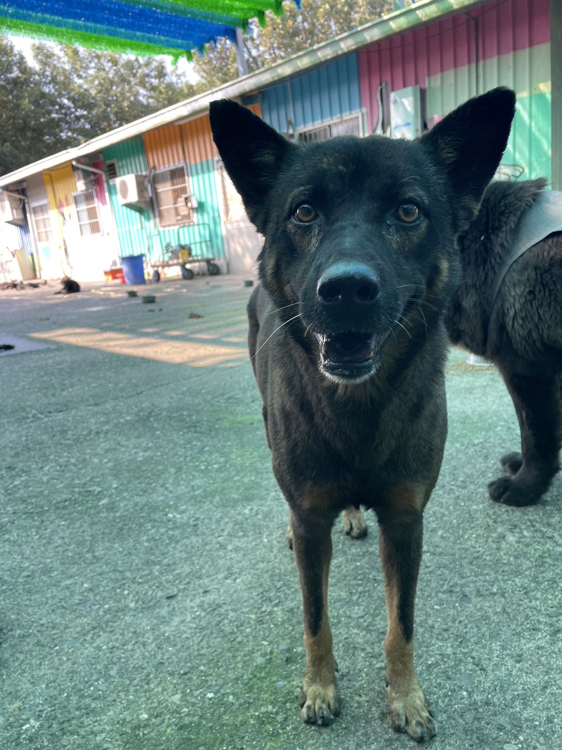 屏東縣已領養狗 混種犬