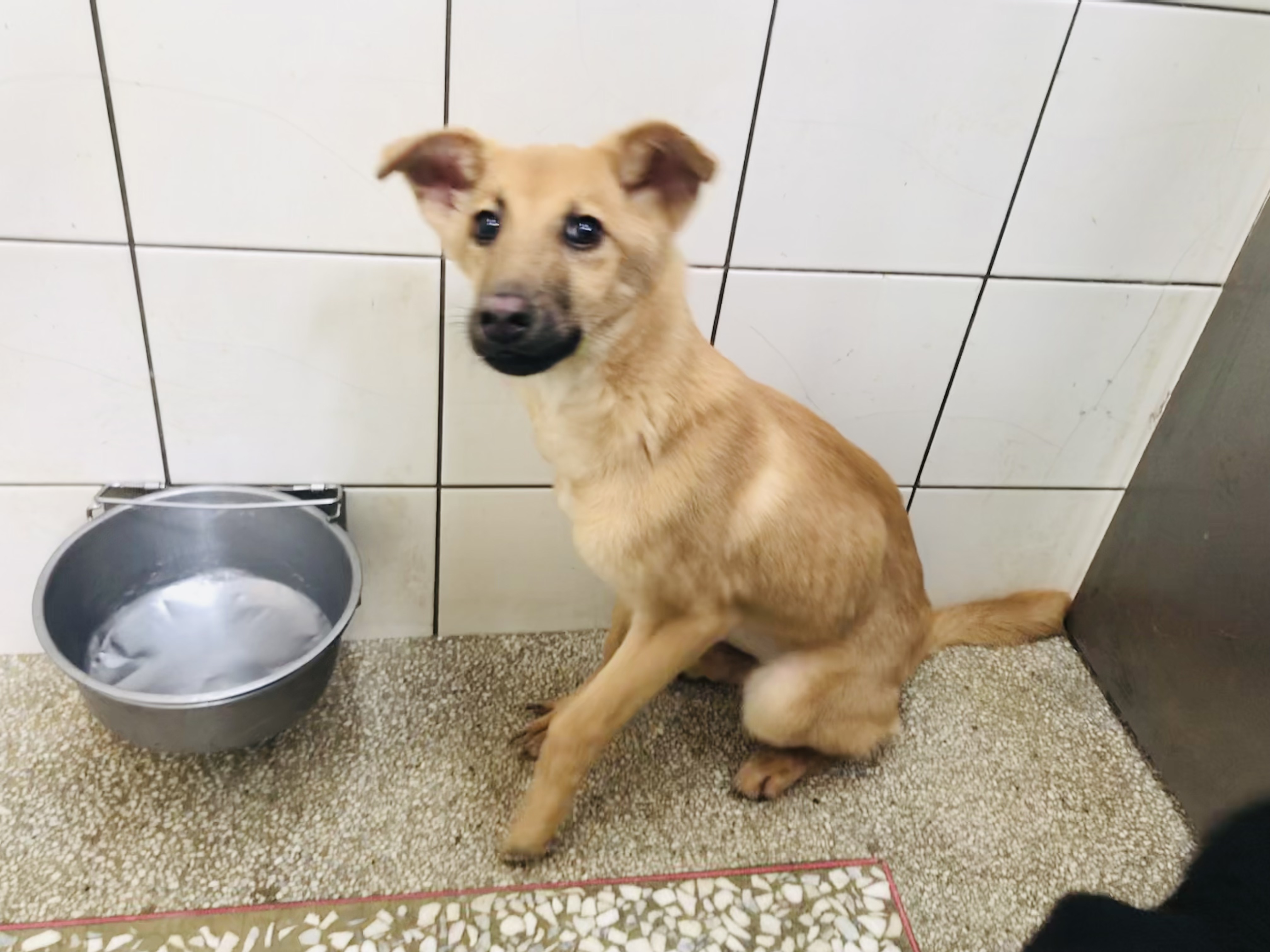 高雄市已領養狗 混種犬