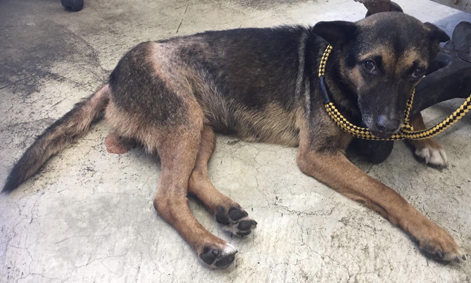 台北市已領養狗 混種犬