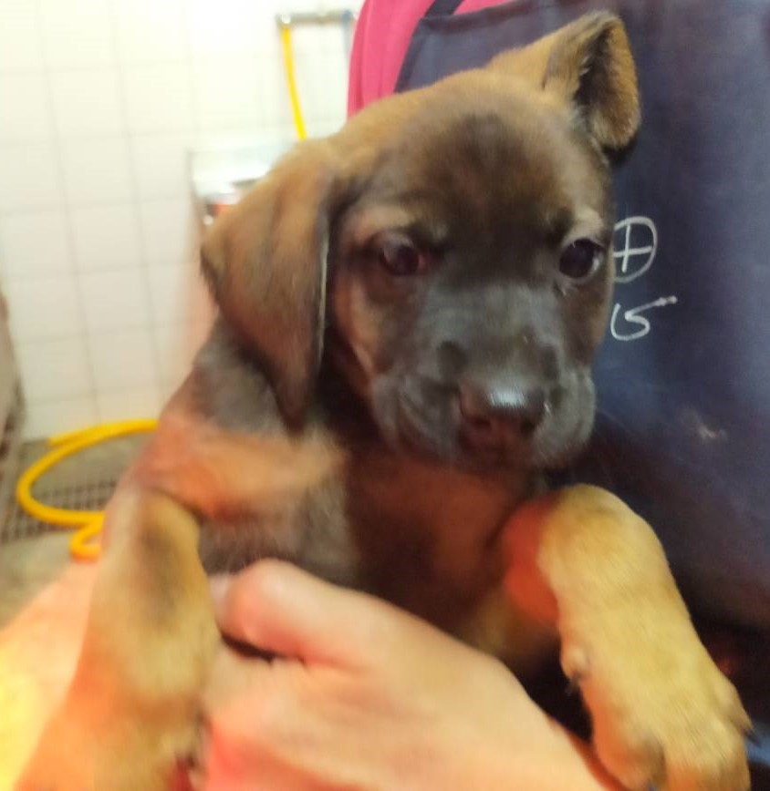 新北市已領養狗 混種犬