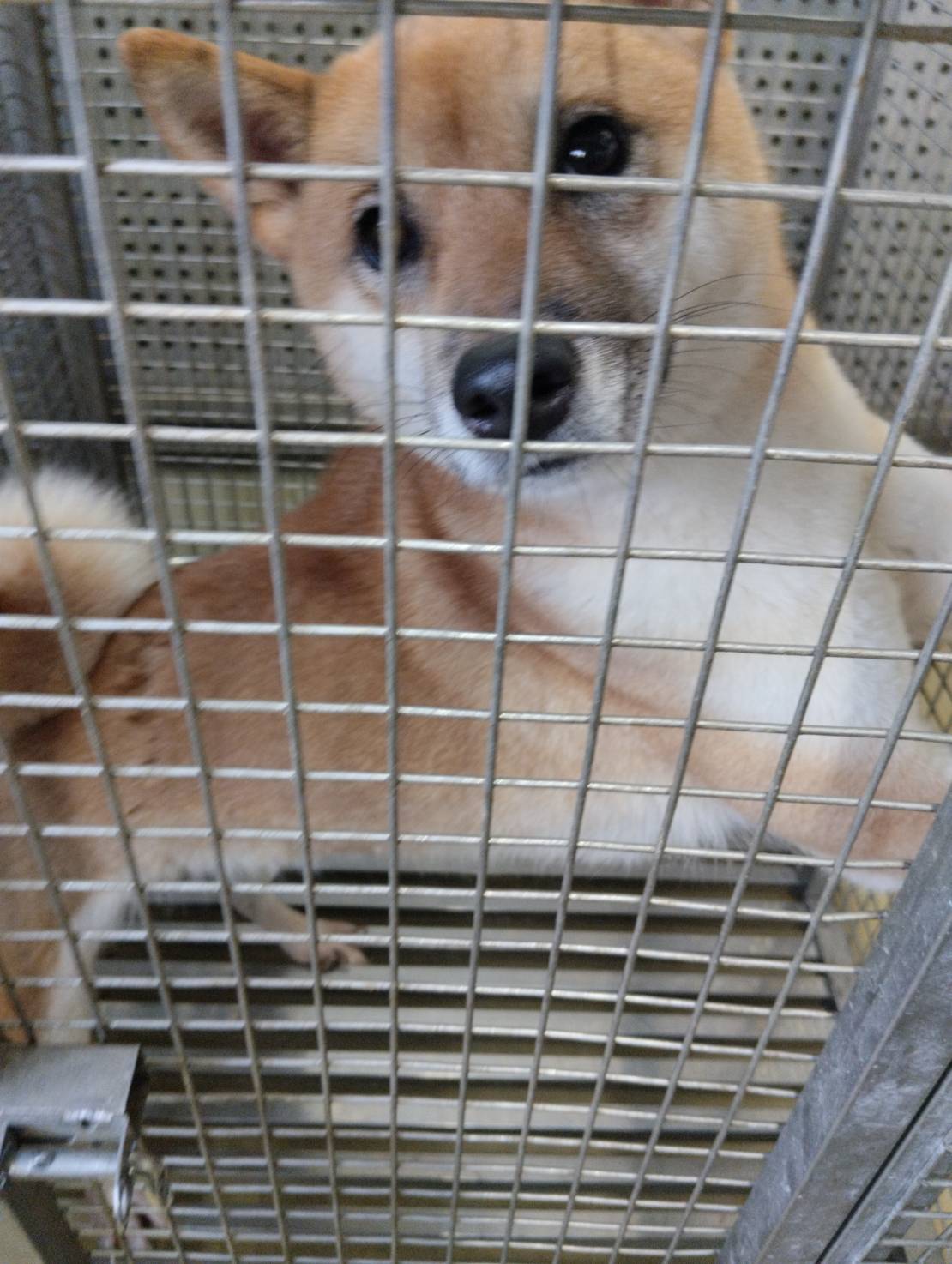 嘉義市已領養狗 柴犬
