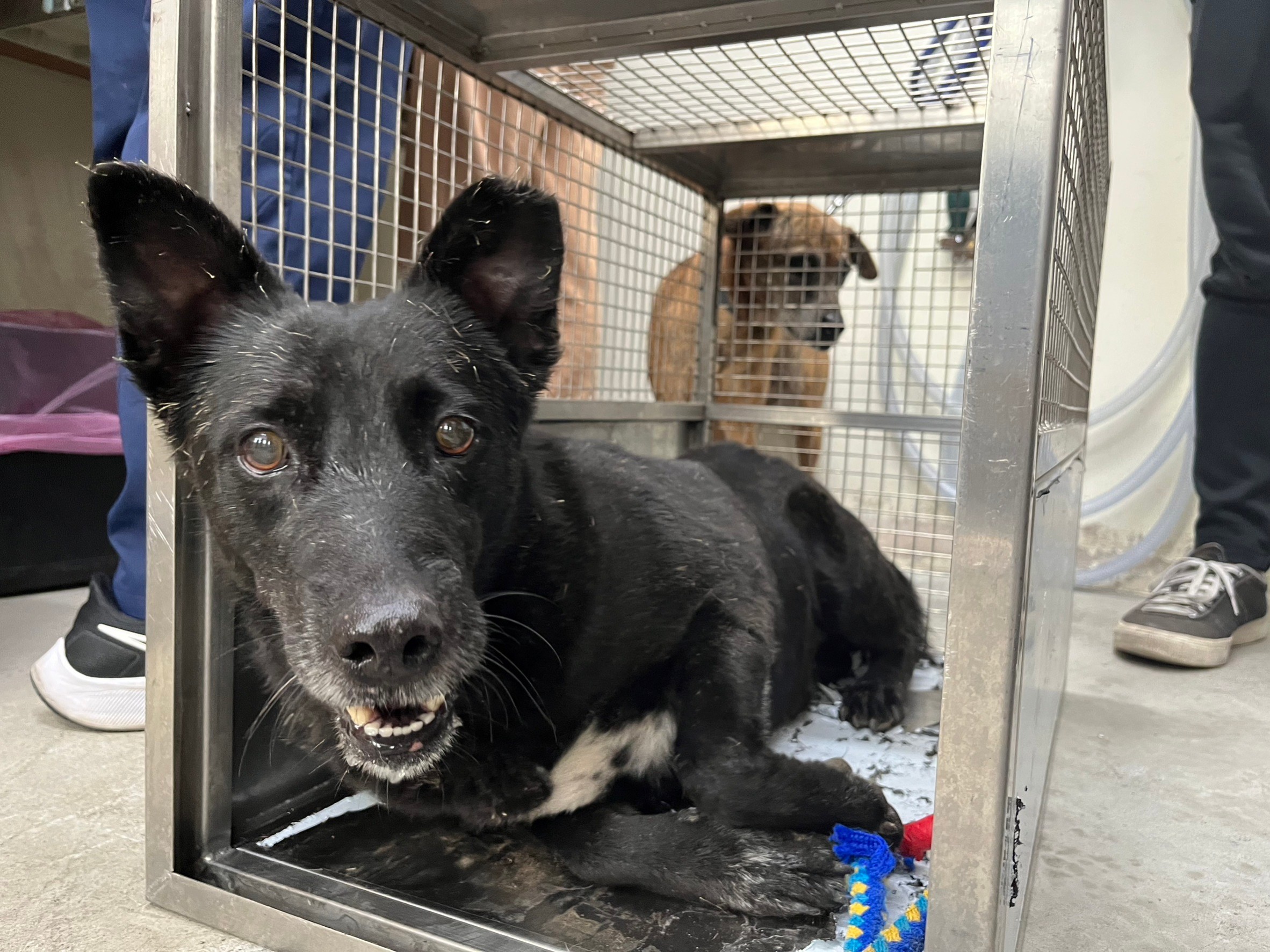 台北市已領養狗 混種犬