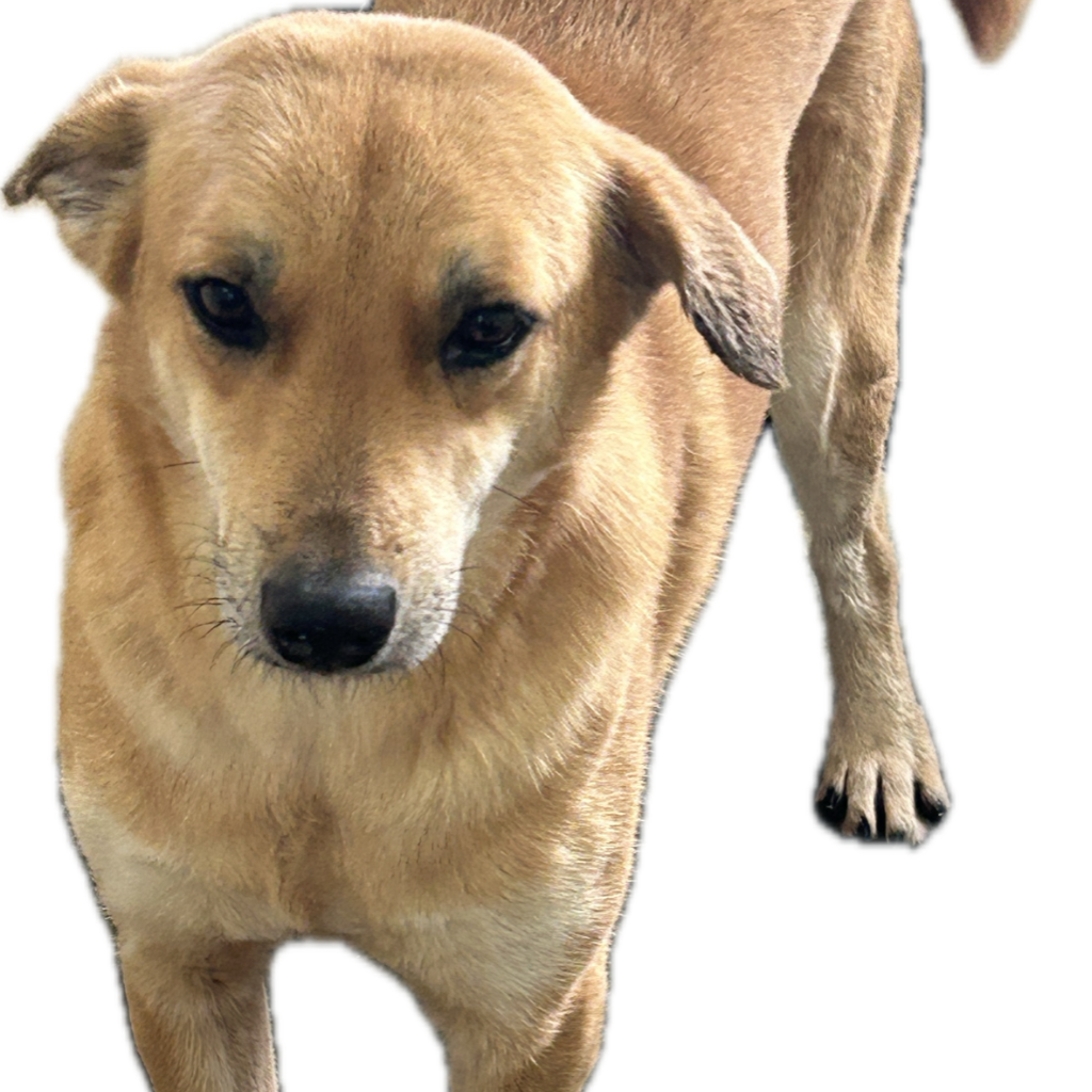 澎湖縣已領養狗 混種犬