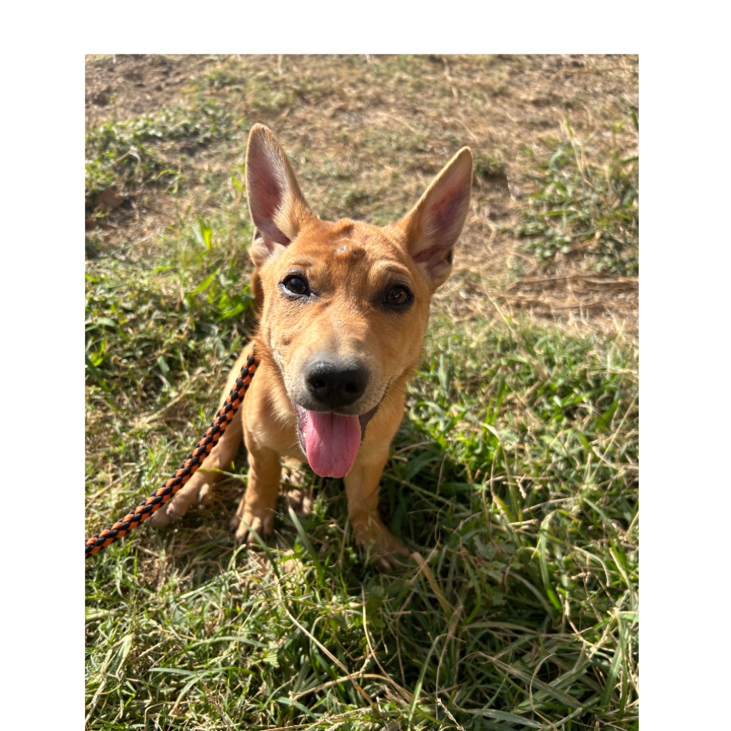澎湖縣已領養狗 混種犬