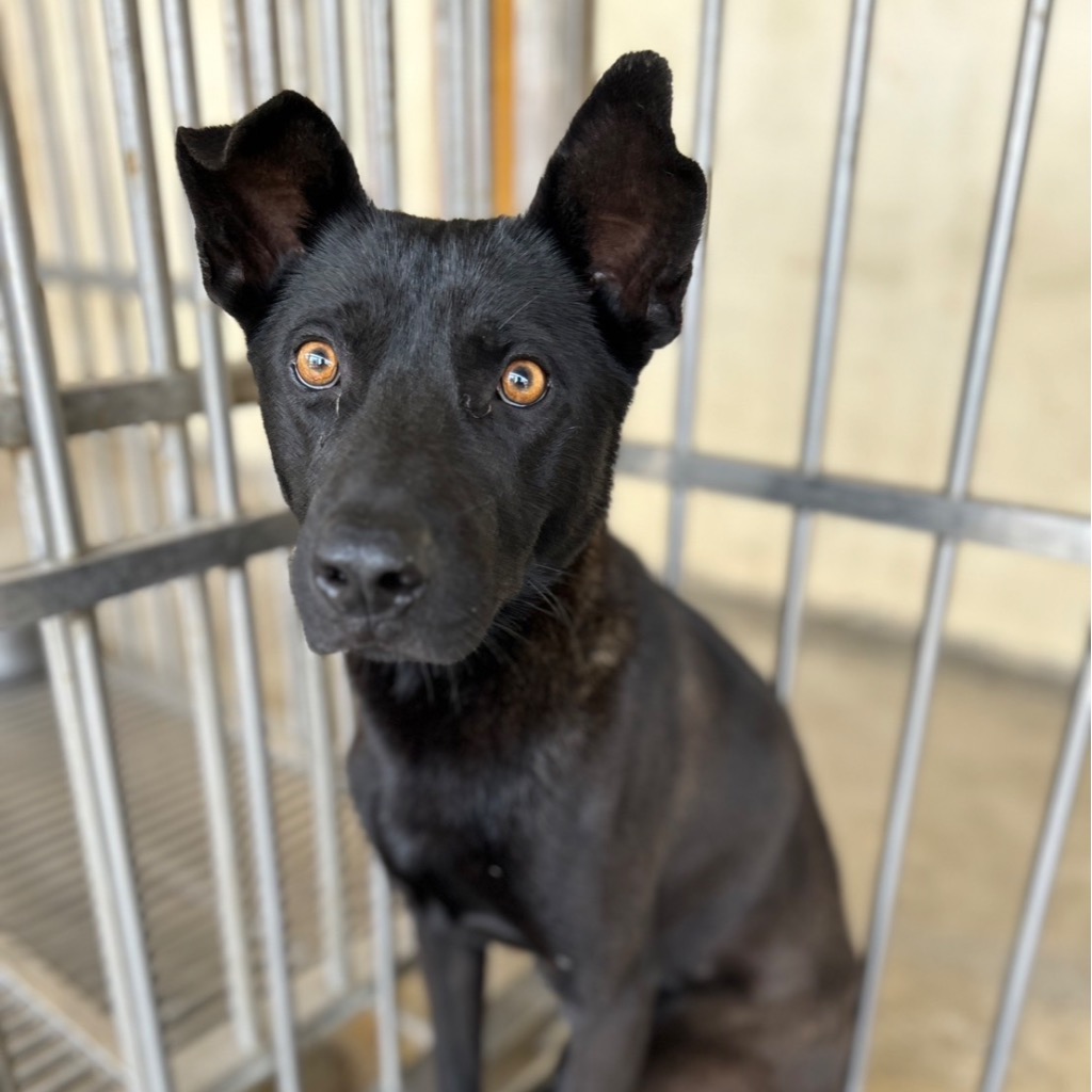 澎湖縣已領養狗 混種犬