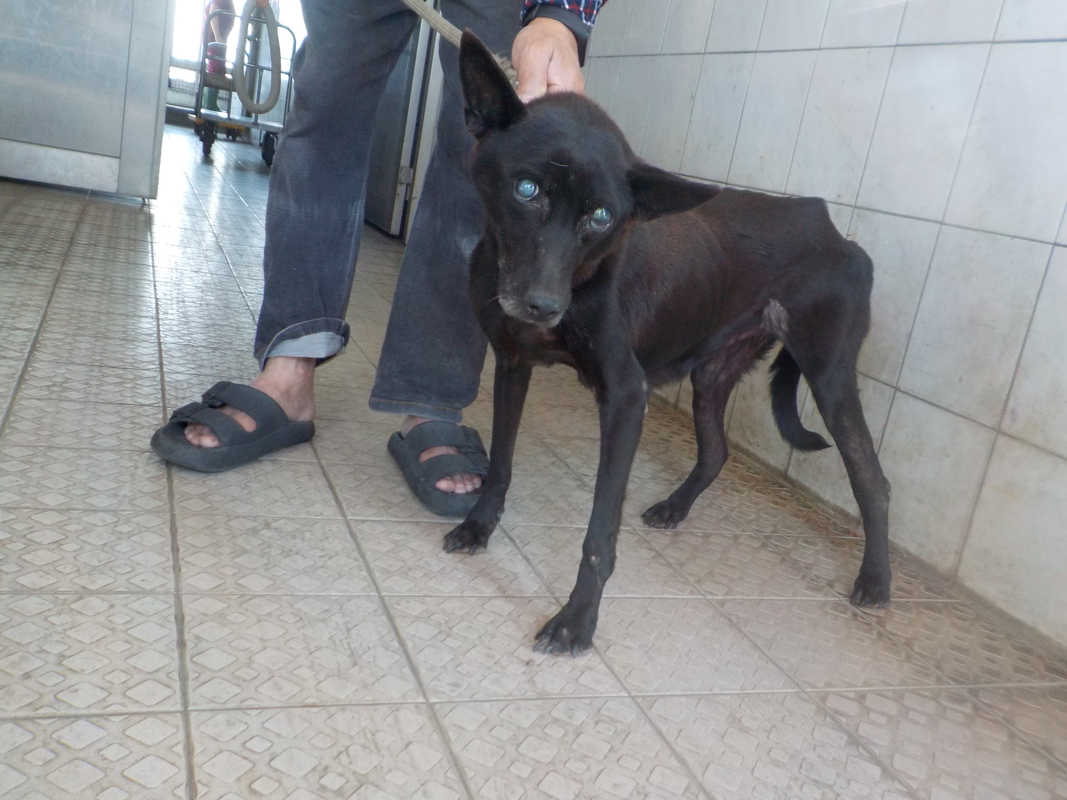 南投縣已領養狗 混種犬