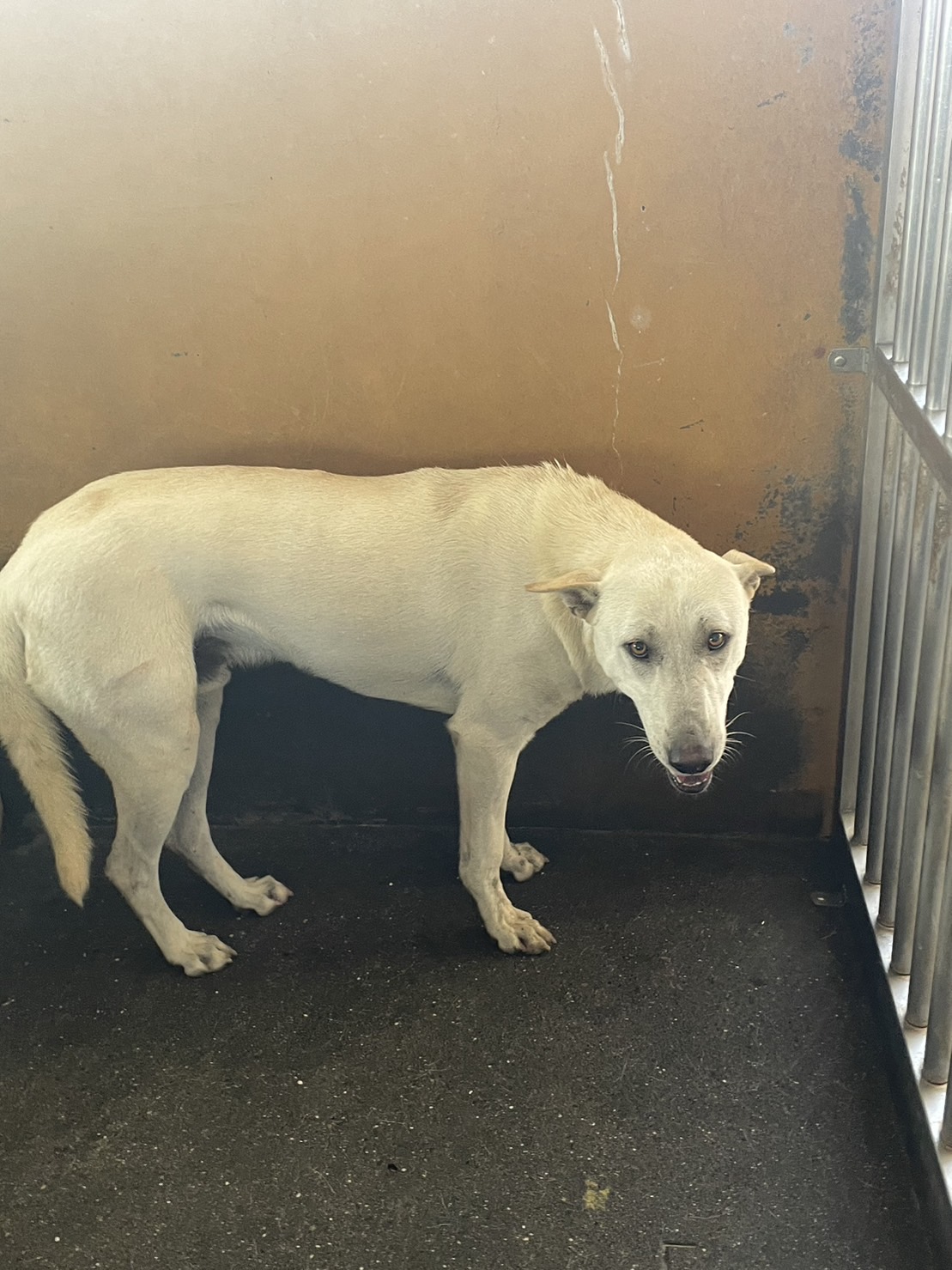 澎湖縣已領養狗 混種犬