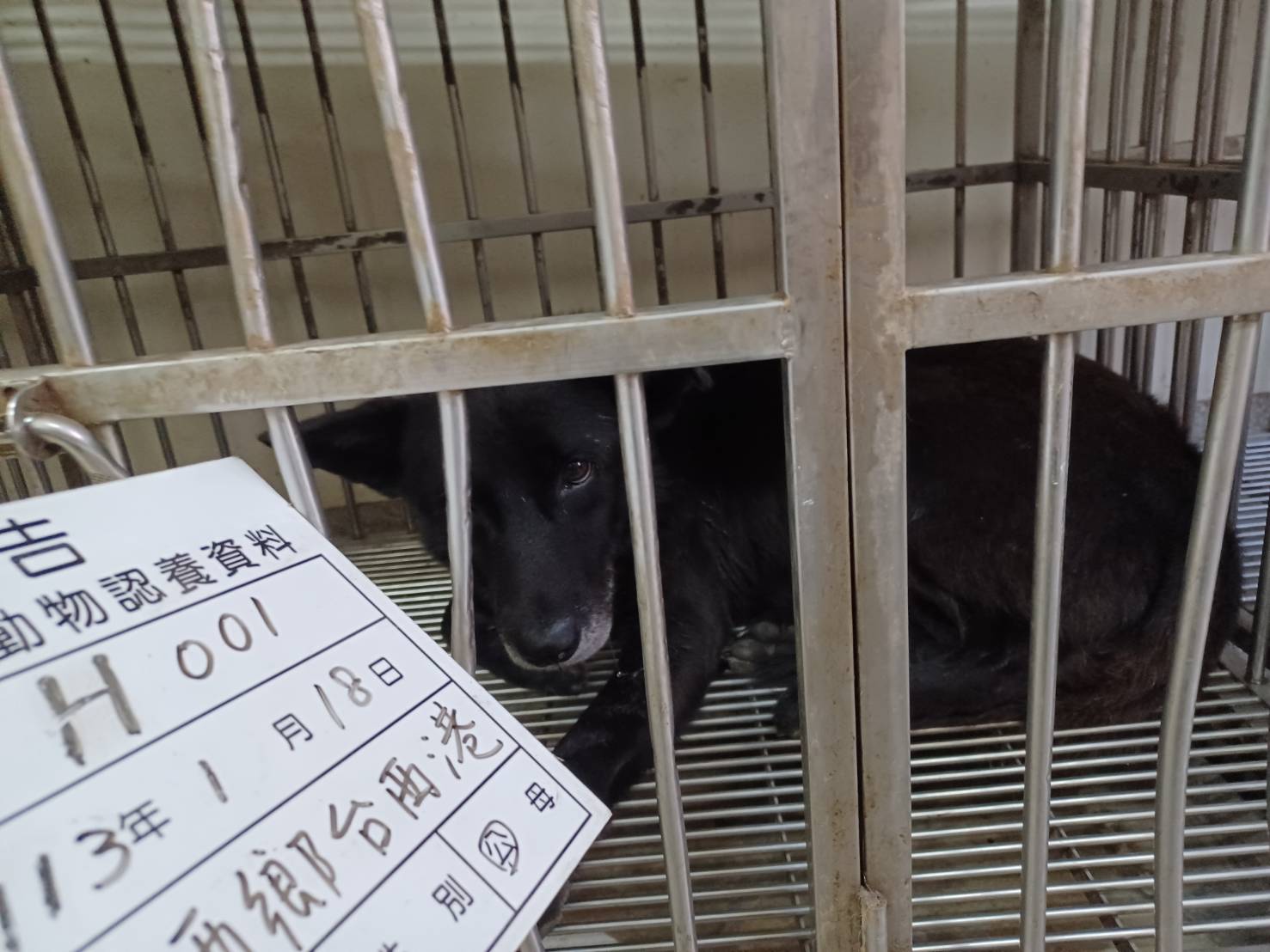 雲林縣已領養狗 混種犬