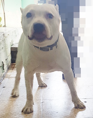 台中市已領養狗 比特犬