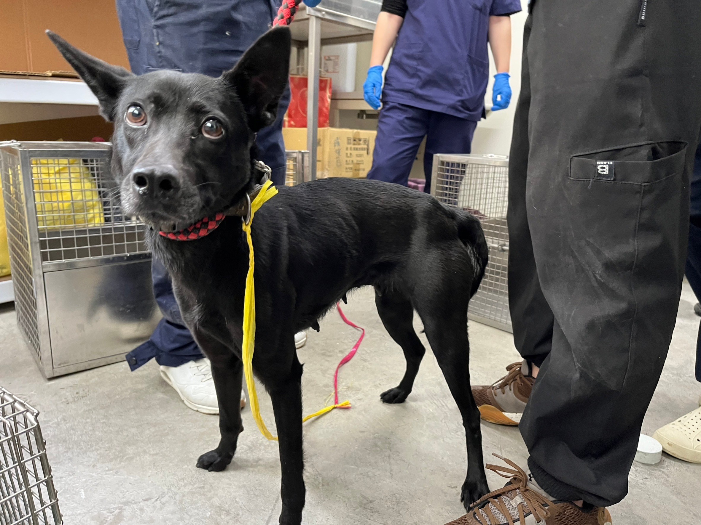 台北市已領養狗 混種犬