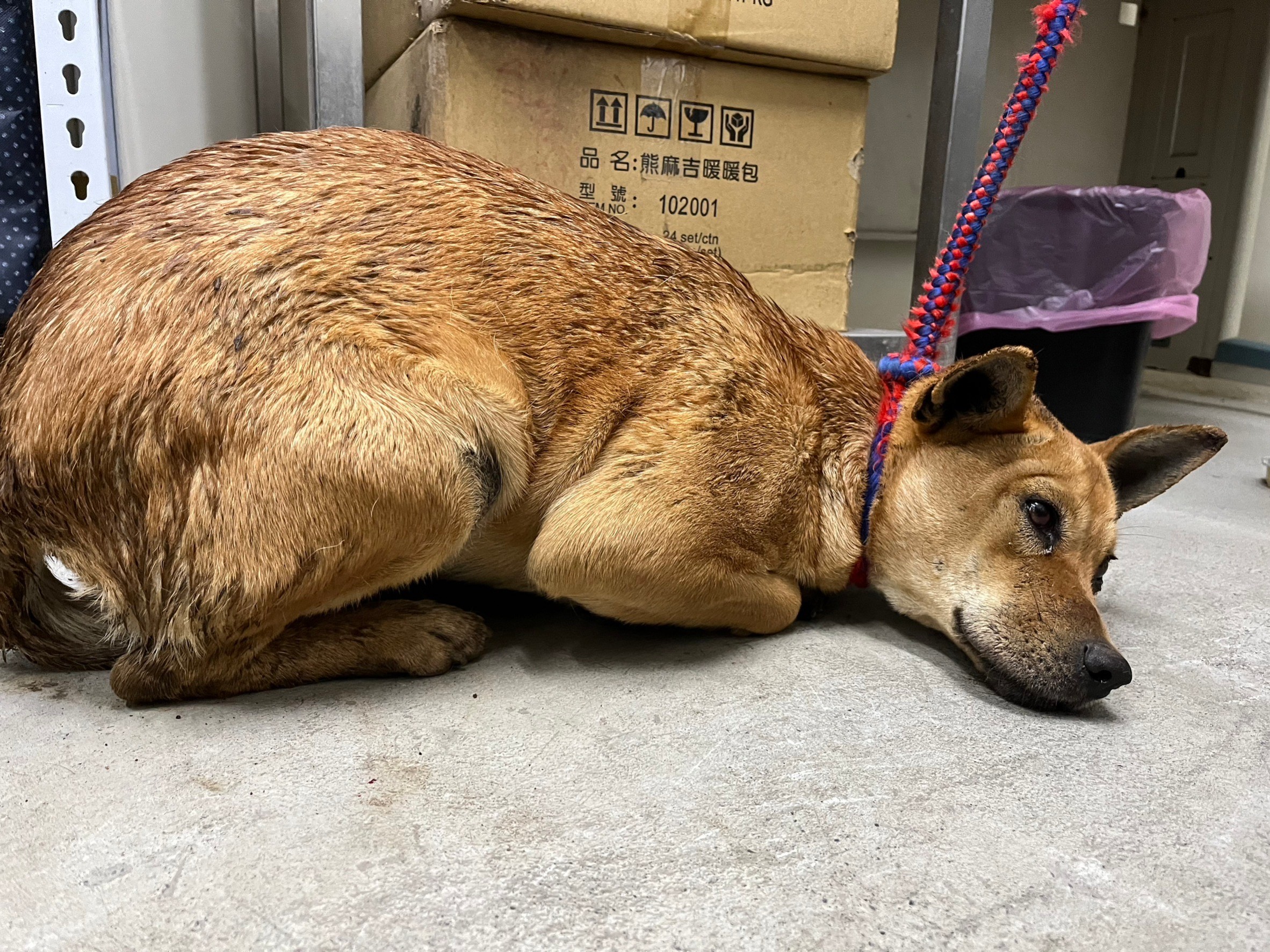 台北市已領養狗 混種犬