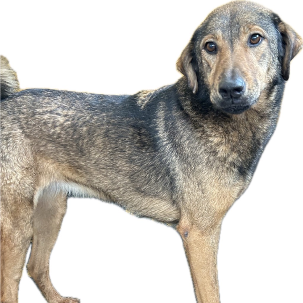 澎湖縣已領養狗 混種犬