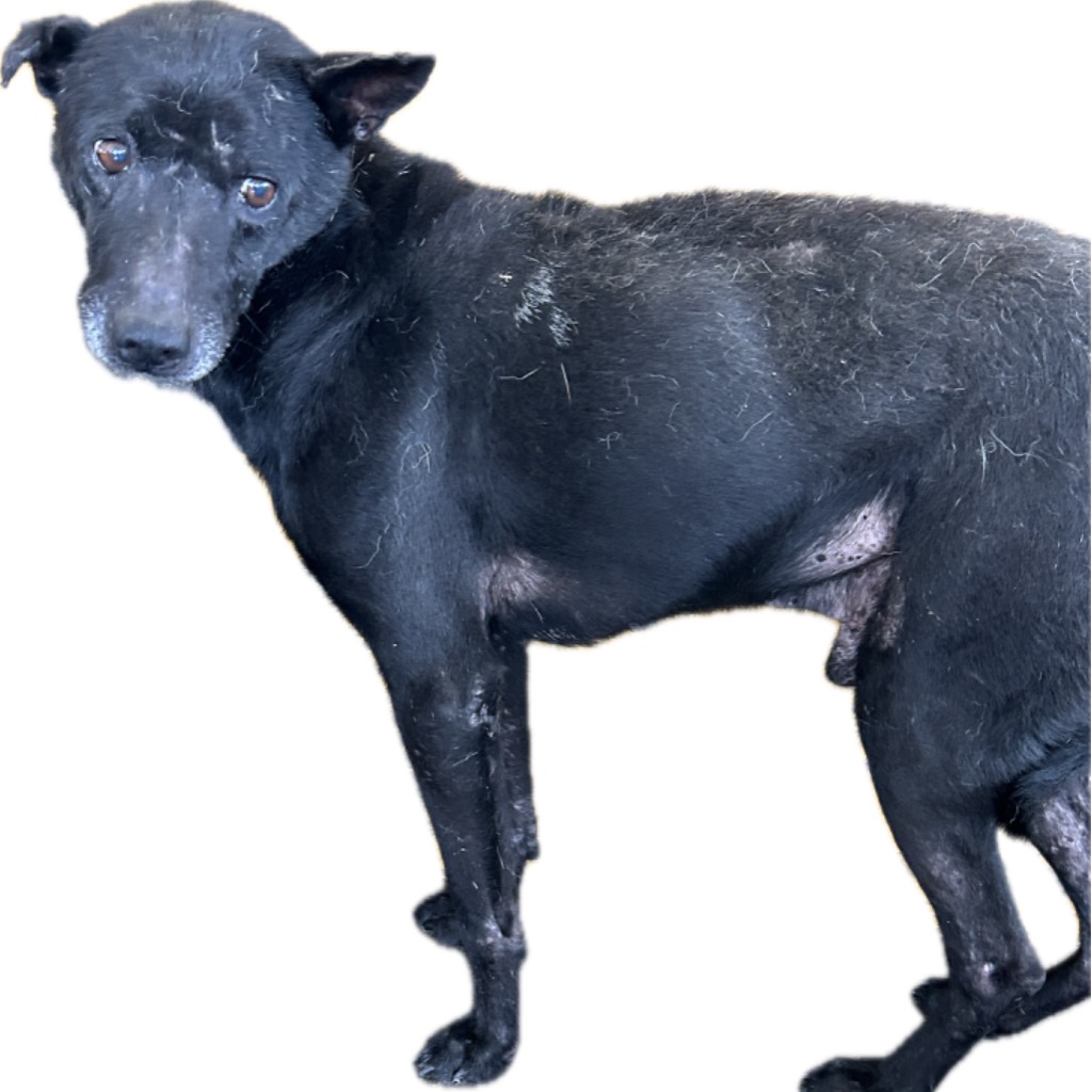 澎湖縣已領養狗 混種犬