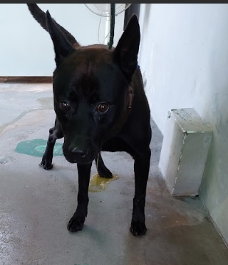 新北市已領養狗 混種犬
