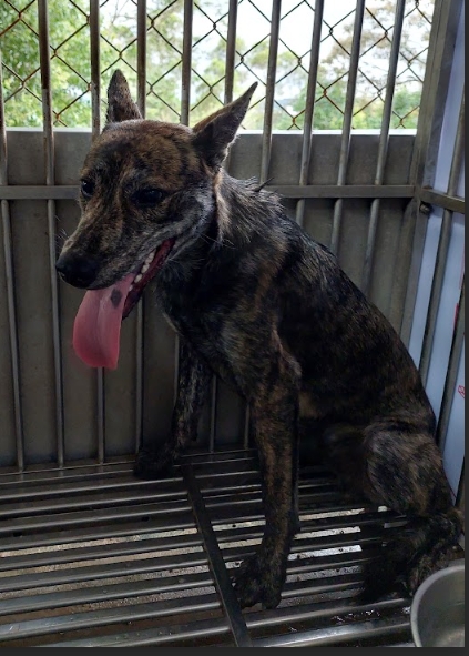 新北市已領養狗 混種犬